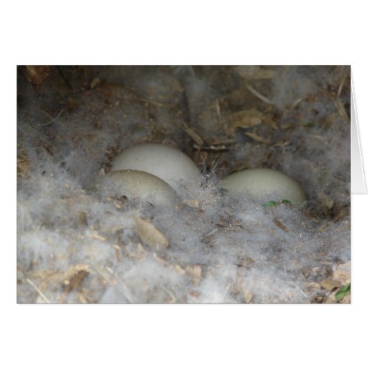Duck Eggs in a Nest Cards (Front Horizontal)
