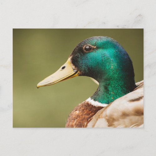 Duck Face Postcard