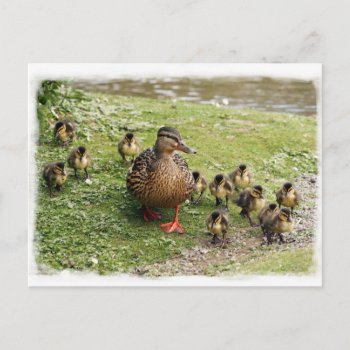 Duck Family Postcard by Welshpixels at Zazzle