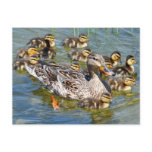 Duck Family Postcard