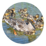 Duck Family Stickers
