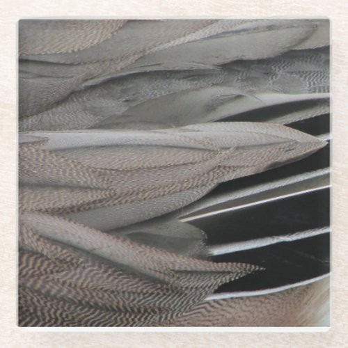 Duck Feather Photo Modern Black Grey Nature Glass Coaster