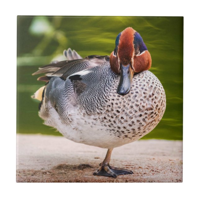 Duck Gets A Leg Up Ceramic Tile (Front)