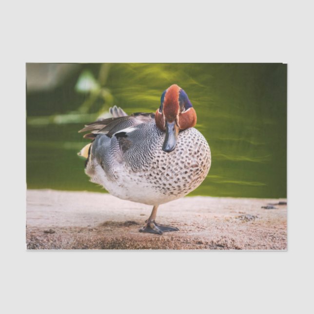 Duck Gets A Leg Up Tissue Paper (Front)