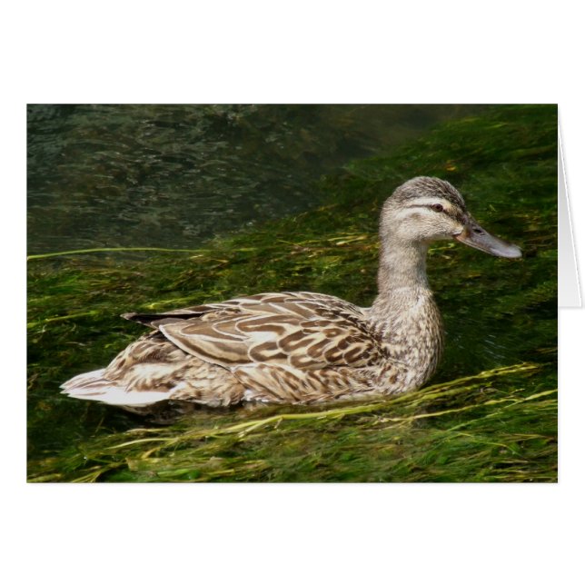 Duck Greeting Card (Front Horizontal)