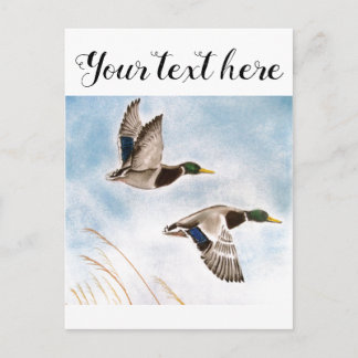 Duck Hunters Postcard