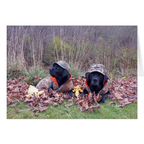 Duck Hunting Dogs _ Black Lab