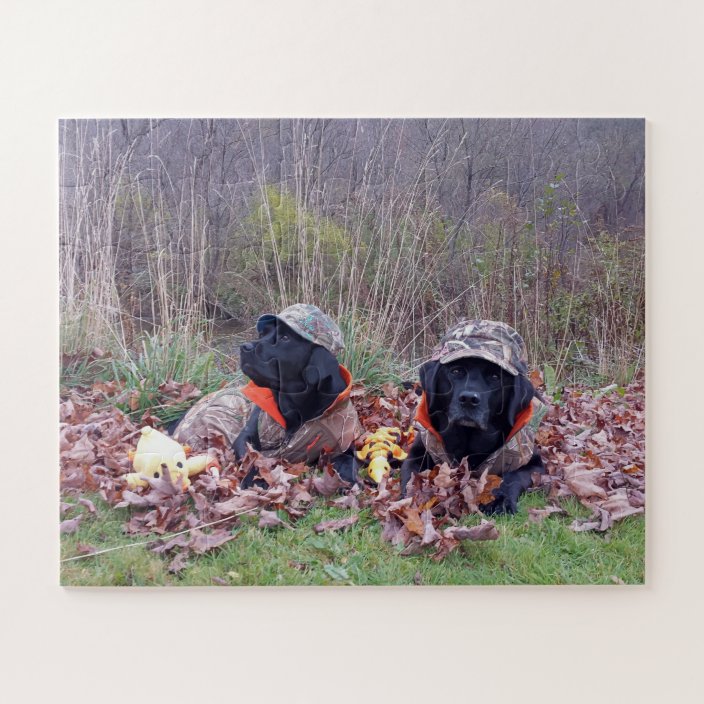 black lab duck hunting