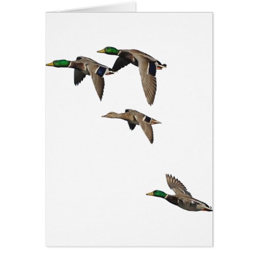 Duck Hunting Mallards in Flight Cards (Front)