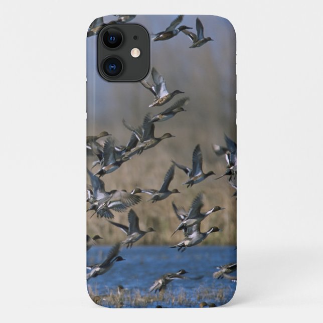 Duck Hunting - Pintail Ducks Flying Case-Mate iPhone Case (Back)