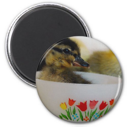 Duck in a Teacup 2 Magnet