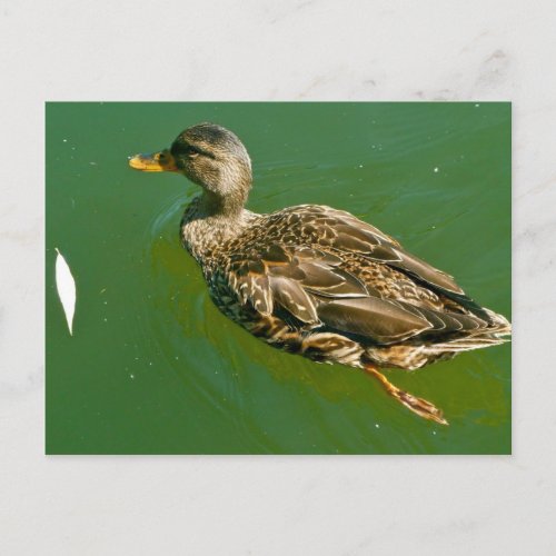 Duck in Boston Public Garden by Brad Hines Postcard