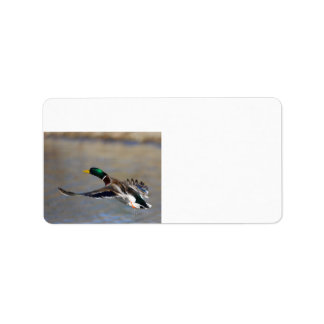 duck in flight label