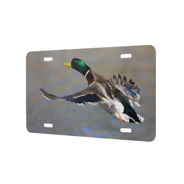 duck in flight license plate (Left)