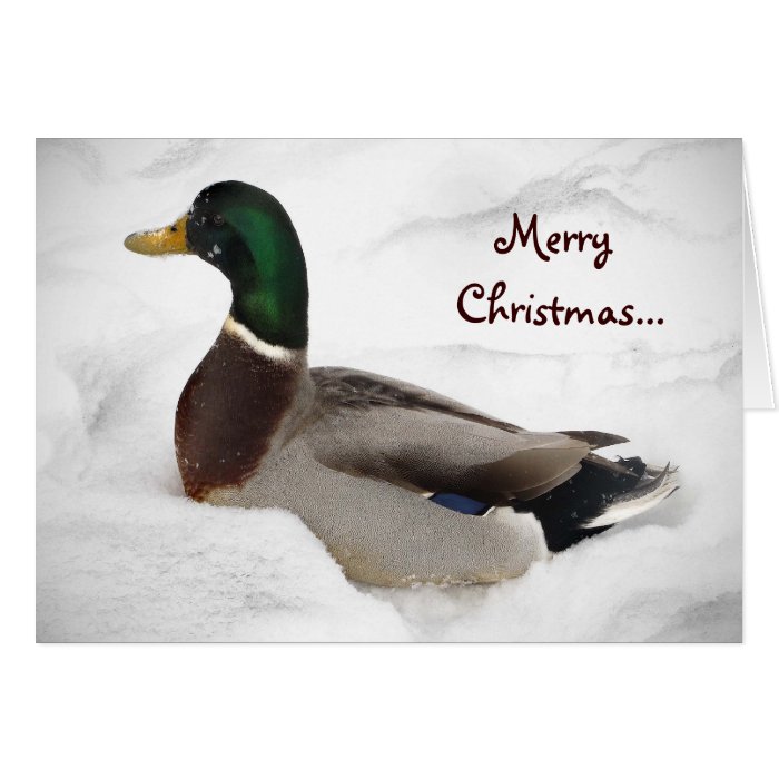 Duck in Snow Christmas Cards