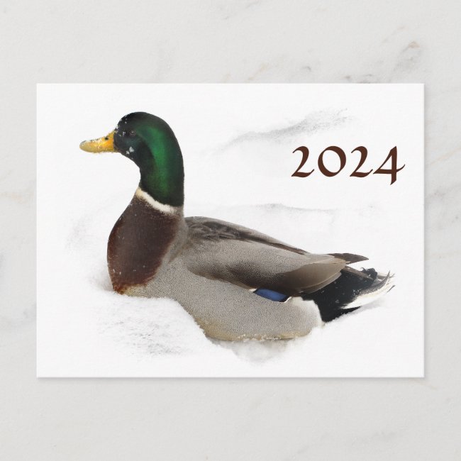 Duck in Snow with 2024 Calendar on Back Postcard