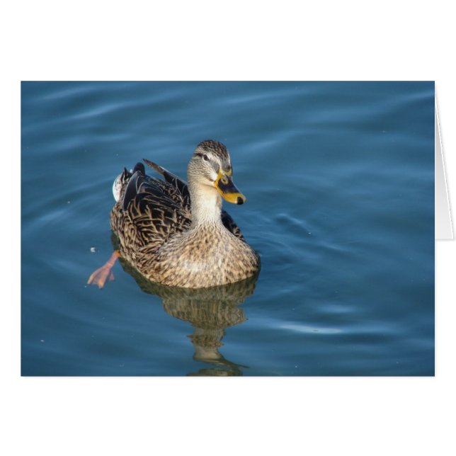 Duck in Water Cards (Front Horizontal)