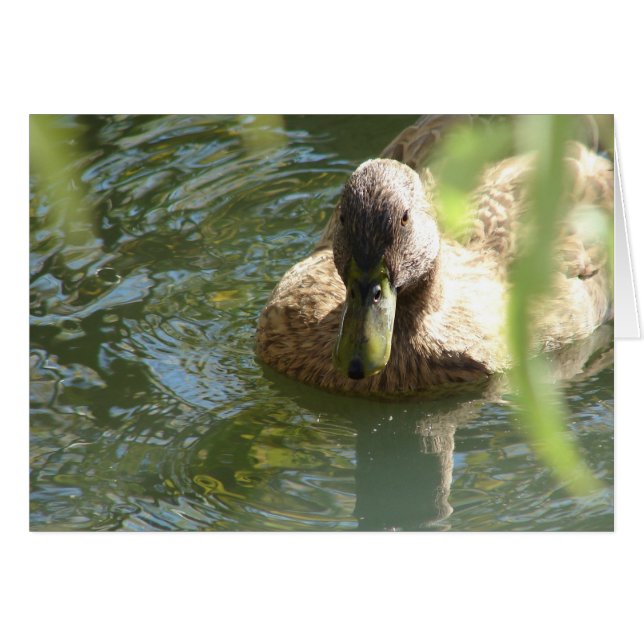 Duck in Water Cards (Front Horizontal)