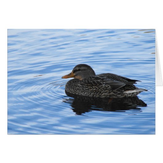 Duck in Water Cards (Front Horizontal)