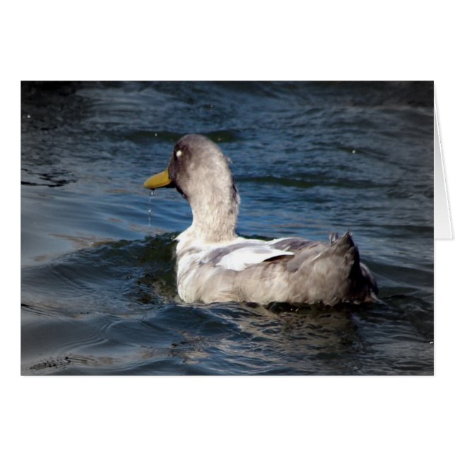 Duck in Water Cards (Front Horizontal)