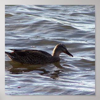 Duck in Water Poster