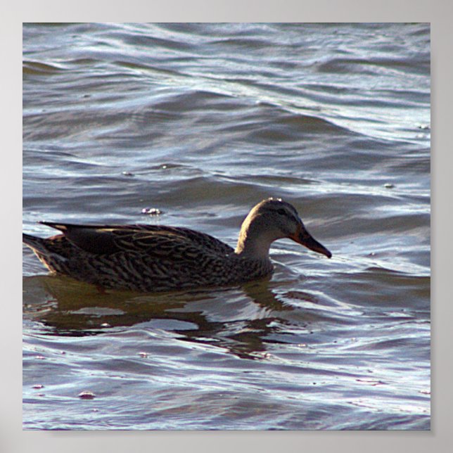 Duck in Water Poster (Front)