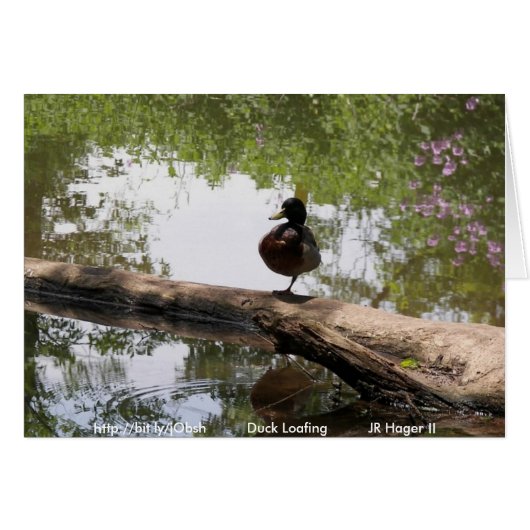 Duck Loafing Cards (Front Horizontal)