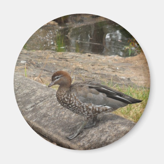 Duck Magnet (Front)