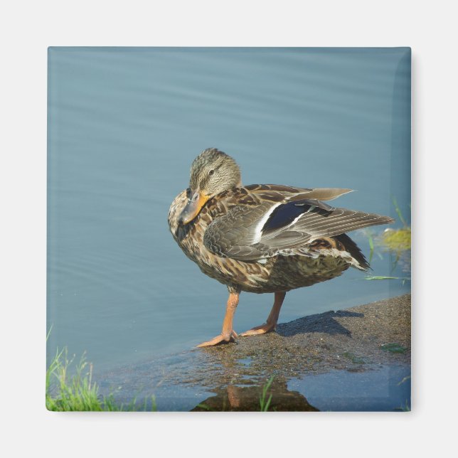 Duck Magnet (Front)
