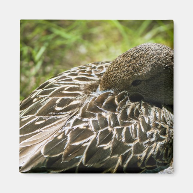 Duck Magnet (Front)