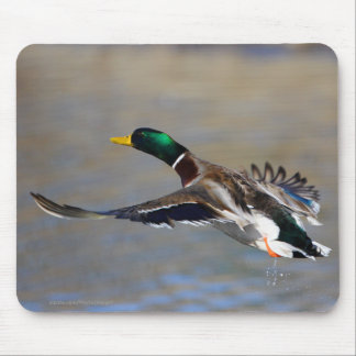 Duck Mouse Pad