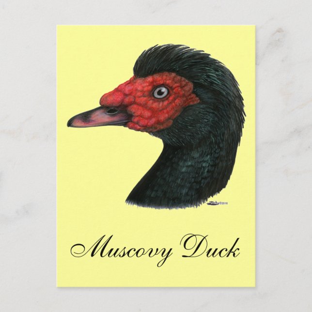 Duck:  Muscovy Head Postcard (Front)