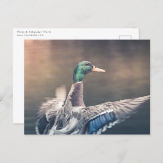 Duck Nature Photo