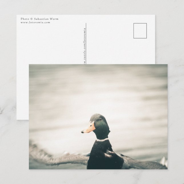 Duck Nature Photo Postcard (Front/Back)