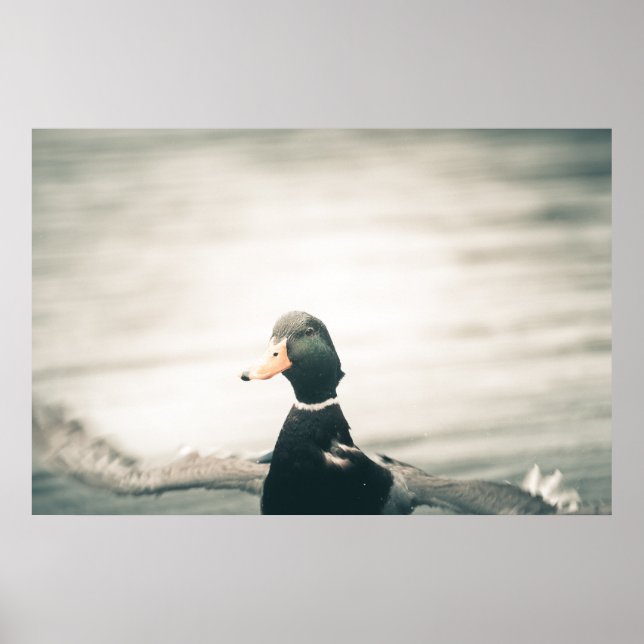 Duck Nature Photo Poster (Front)