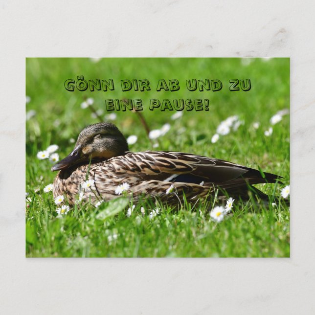 duck on a meadow postcard (Front)