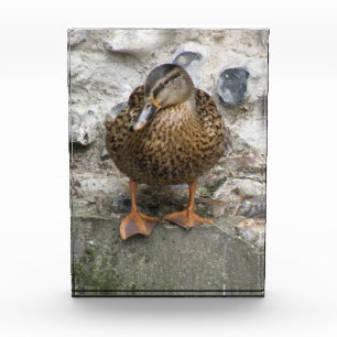 Duck on a Wall Decorative Award