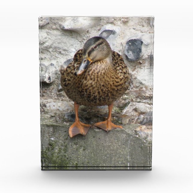 Duck on a Wall Decorative Award (Front)