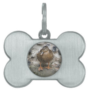 Duck on a Wall Pet Tag