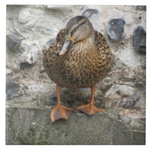 Duck on a Wall Tile