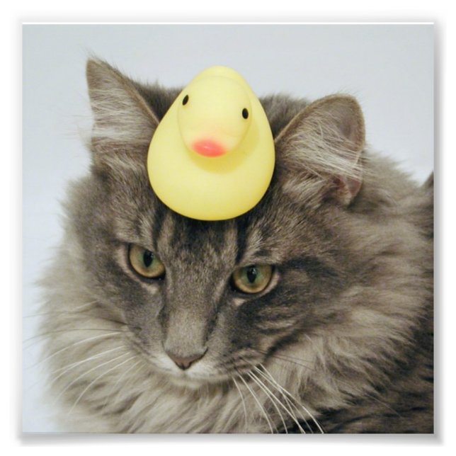 Duck on His Head Photo Print (Front)