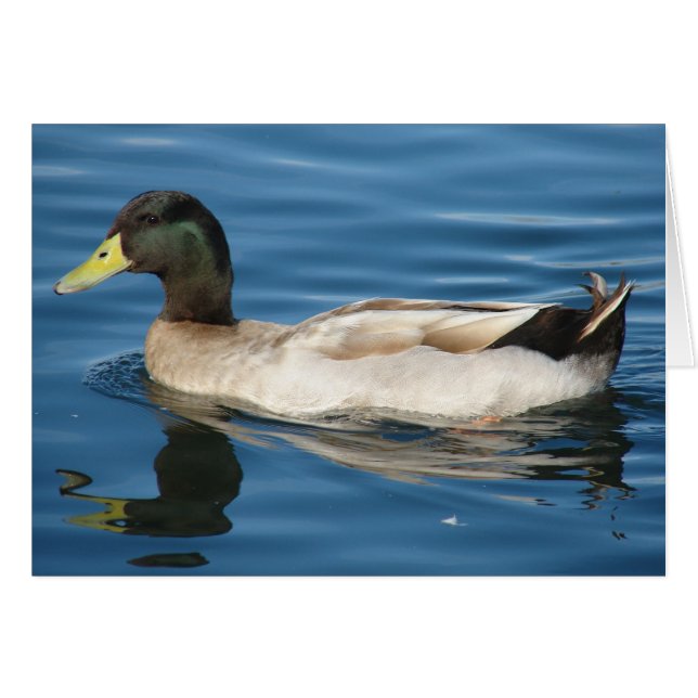 Duck on the Water Cards (Front Horizontal)