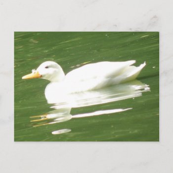 Duck On The Water Postcard by Fallen_Angel_483 at Zazzle
