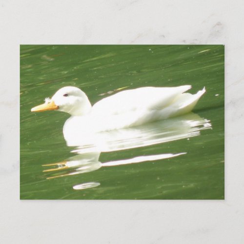 Duck on the water Postcard