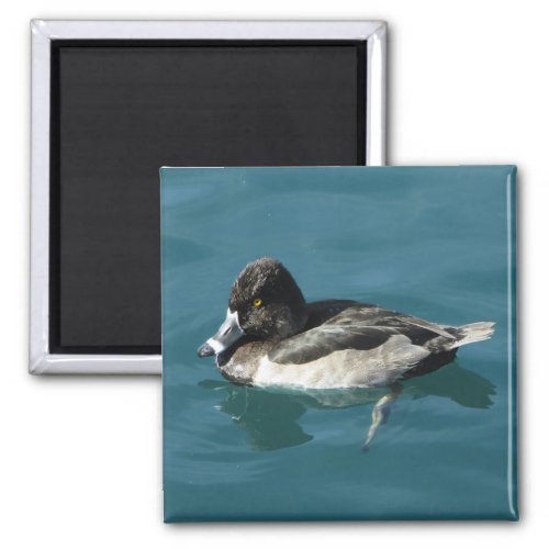 Duck on Water Black White Ring Neck Lake Animal Magnet