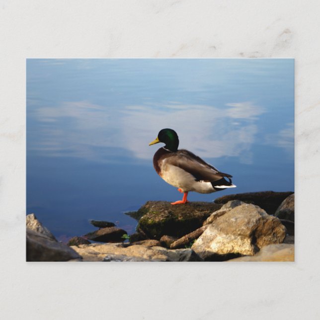 Duck on Waters Edge Postcard (Front)