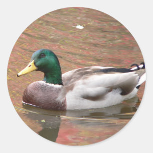 Duck or Decoy Classic Round Sticker