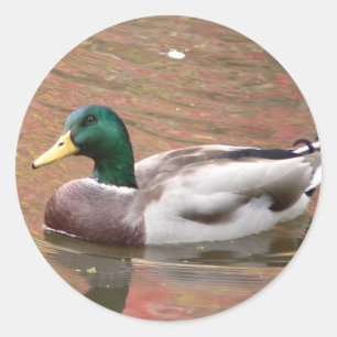 Duck or Decoy Classic Round Sticker