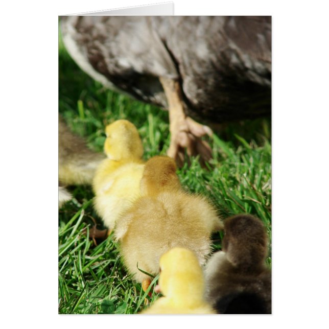 Duck Parade Cards (Front)