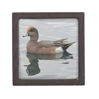 Duck Photo Male Wigeon on Calm Water Reflection Gift Box